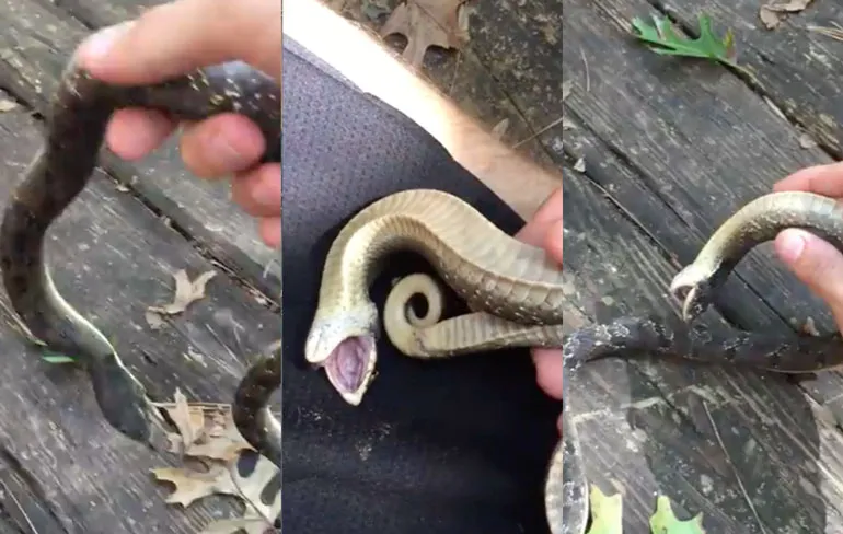 Westelijke Haakneusslang doet net alsof hij dood is