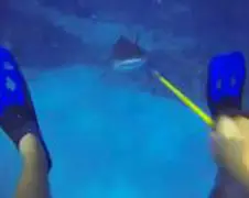 Caribische rifhaai valt duiker aan