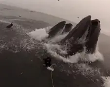 Humpback Whales van dichtbij bekijken