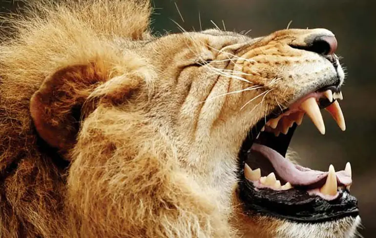 Neem eens een kijkje bij een drinkplaats in Kruger National Park
