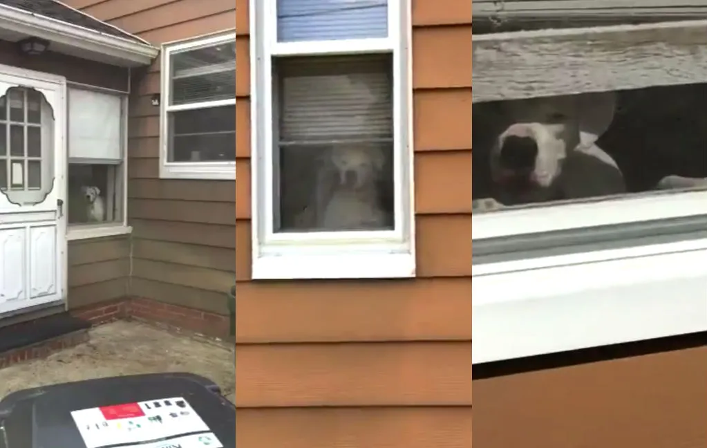Hond neemt zijn werk bijzonder serieus