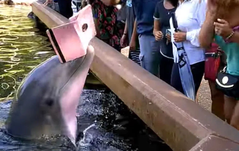 Dolfijn pakt iPad van vrouw af