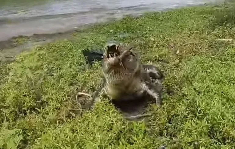 Als de vis tijdens het vissen niet de enige prooi is