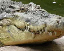 Krokodil leukt boottochtje een beetje op