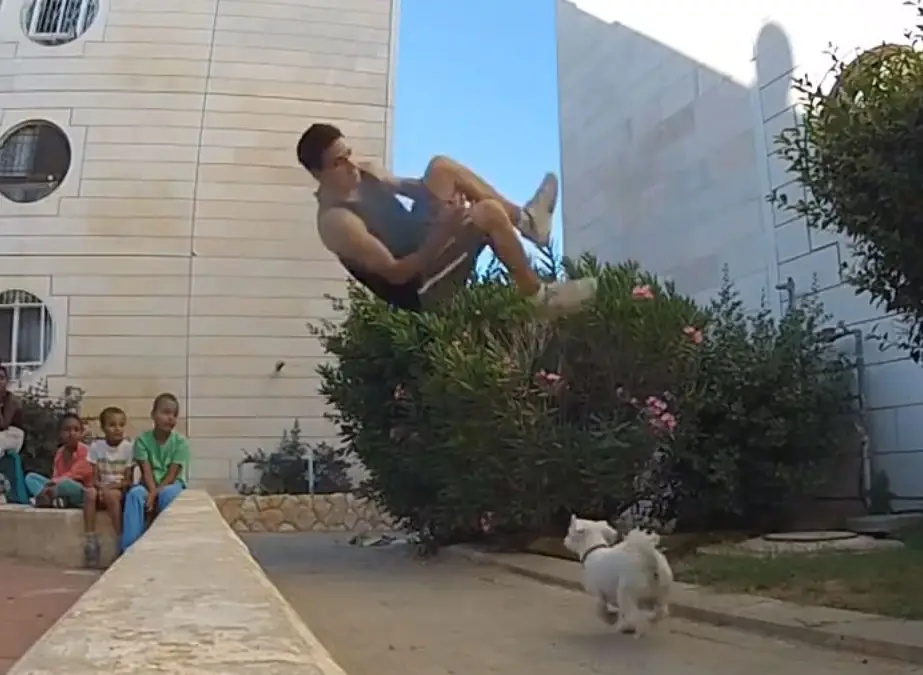 Hondje stampen tijdens Parkour