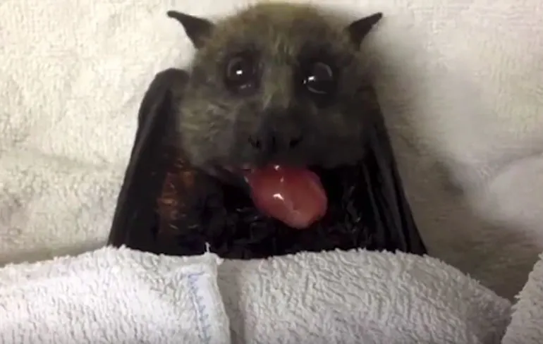 Ozzy Man: WTF Happened in 2015