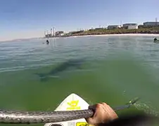 Paddle Boarder gaat achter Great White Sharks aan