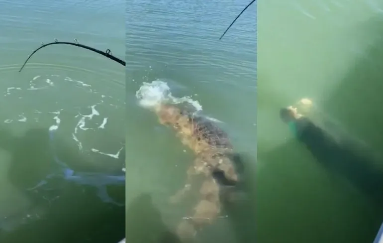 Aussie slaat zoutwaterkrokodil aan de haak