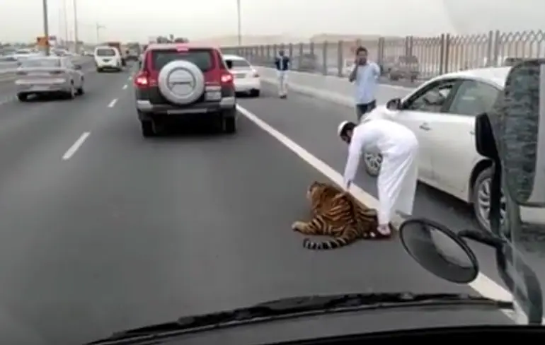 Dat moment dat je uit de naad gegroeide kat ontsnapt