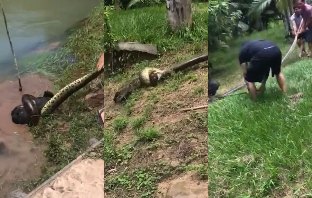 Gasten redden hond van mega python