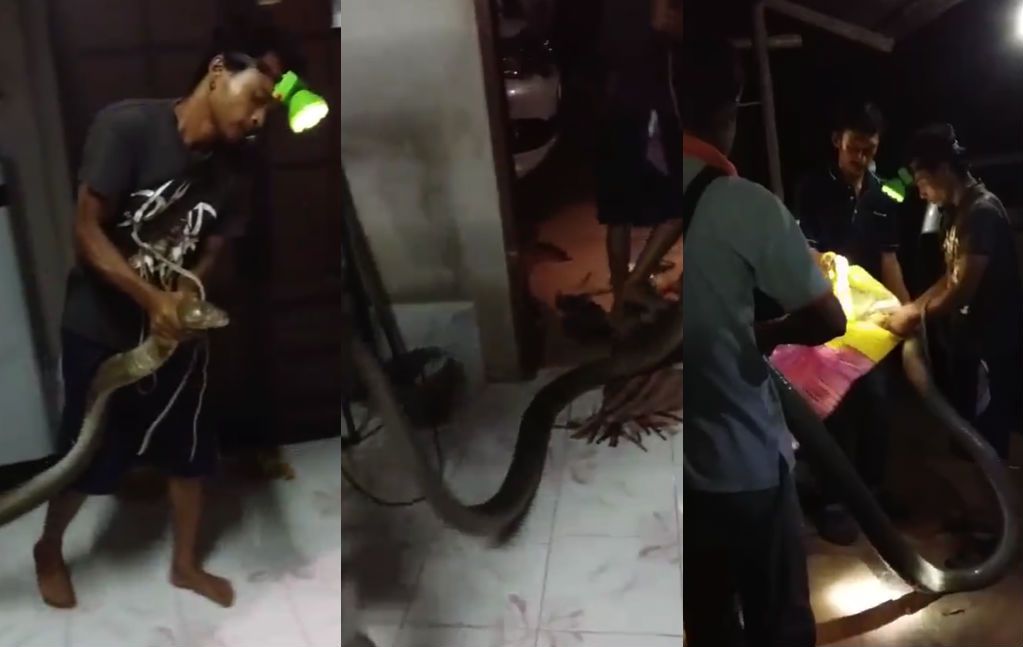 Thaise slangenvangers hebben hun handen vol aan stevige jongen
