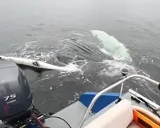 Humpback Whale komt even gedag zeggen