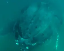 Duiker krijgt tik van Humpback Whale