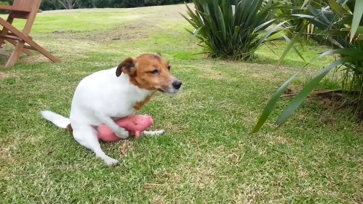 Jack Russell doet varkentje wiepen