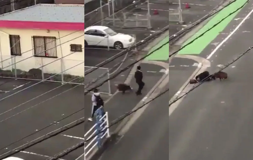 Wild zwijn valt aan in Japan
