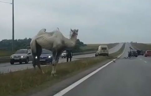 Ontsnapte kameel veroorzaak chaos op snelweg Novomoskovsk