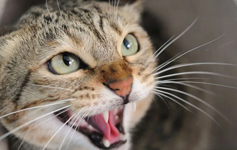 Als de kat de poes hapt