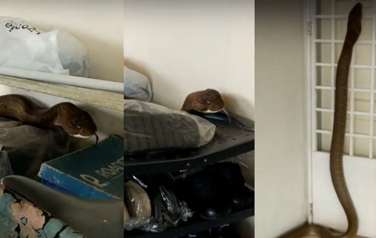 King Cobra neemt huis over in Maleisië