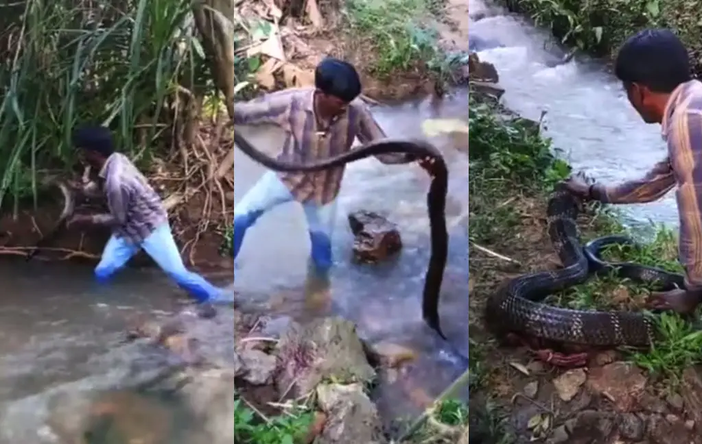 Vierenhalve meter lange King Cobra redden in India
