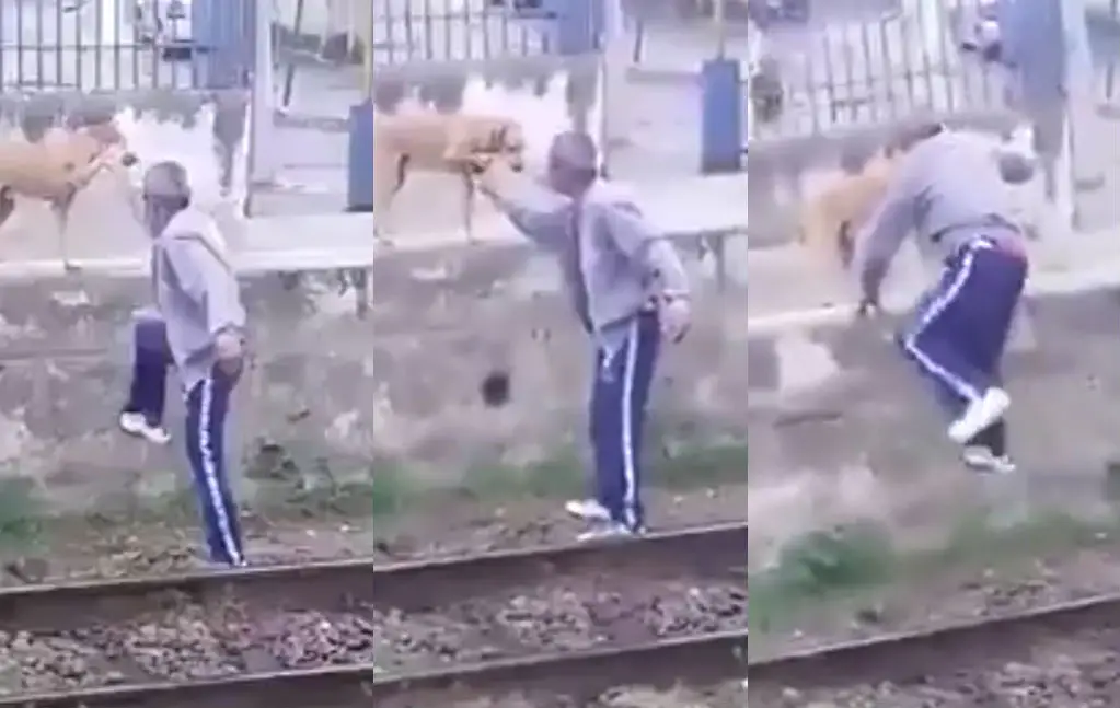 Dronken baas vraagt hond hem te helpen bij klimmen
