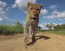 Luipaard aan de haal met GoPro
