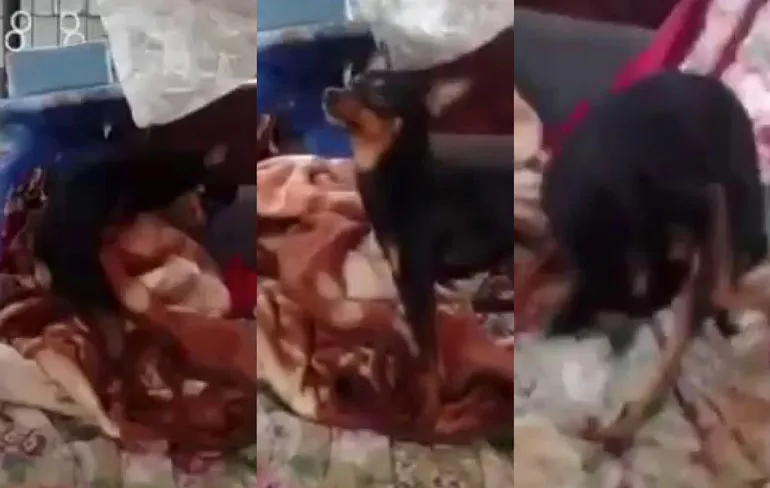 Geil hondje helpt zichzelf wel even