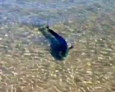 Mahi Mahi heeft er geen zin meer in