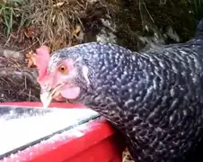 Ondertussen in Slovenië