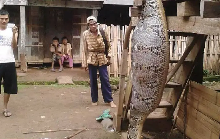 Mega pootloze gevangen in Indonesië