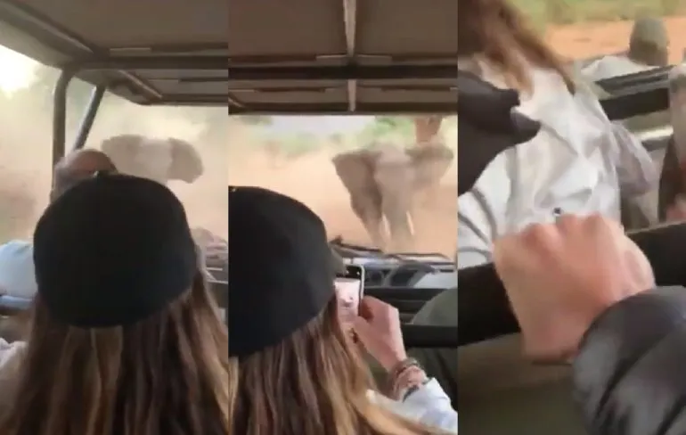 Olifant heeft het even gehad met bezoekers in Kruger Park