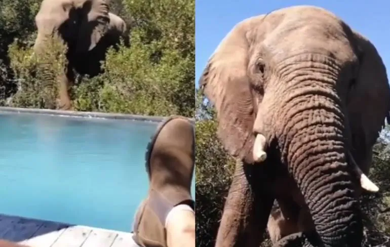 Olifant wipt even langs voor een slokje uit het zwembad