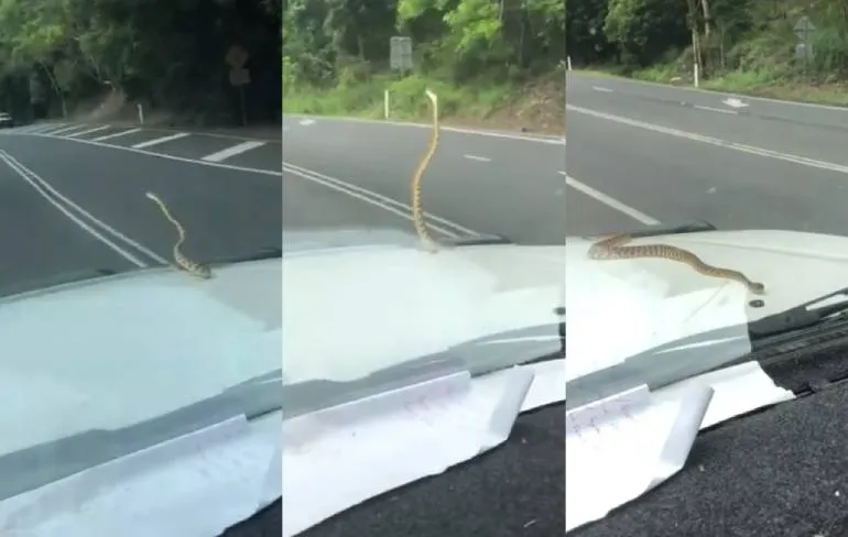 Oh natuurlijk, een slang op de motorkap