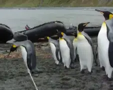 Malle Pinguins hebben beetje moeite met een touw
