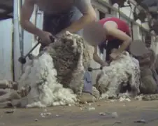Australische schaapscheerders is actie