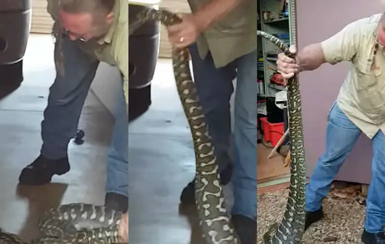Enorme Ruitpython zonder al te veel honger opgepakt in Brisbane