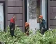 Dame komt met schrik vrij na kappen boom