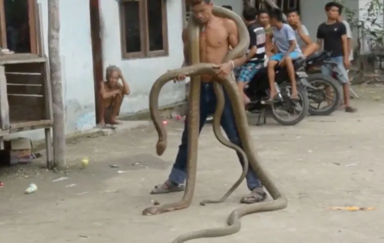 Slangenbezweerder loopt met King Cobra’s om zijn nek