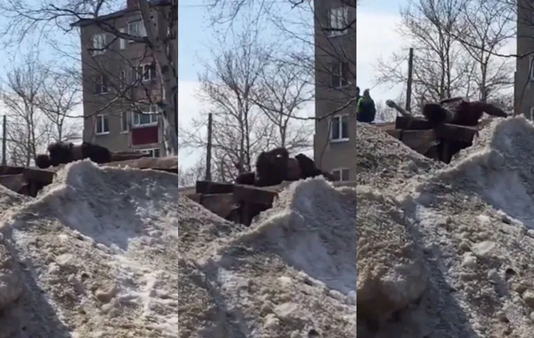 Badzout gevalletje uit Novoaleksandrovsk