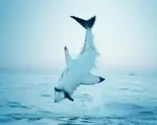 Zeehond verliest van Great White Sharks