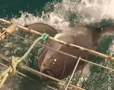 Great White Shark test kooi