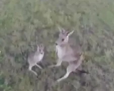 Australische Skip heeft het niet op drone
