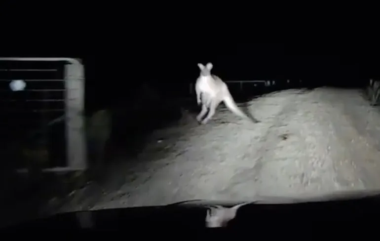 Kangoeroe gaat direct over op road rage na bijna aanrijding