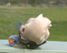 The Slow Mo Guys spelen met Airbags
