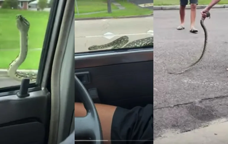 Aussie koppel kreeg te maken met extra passagier tijdens rit naar het strand
