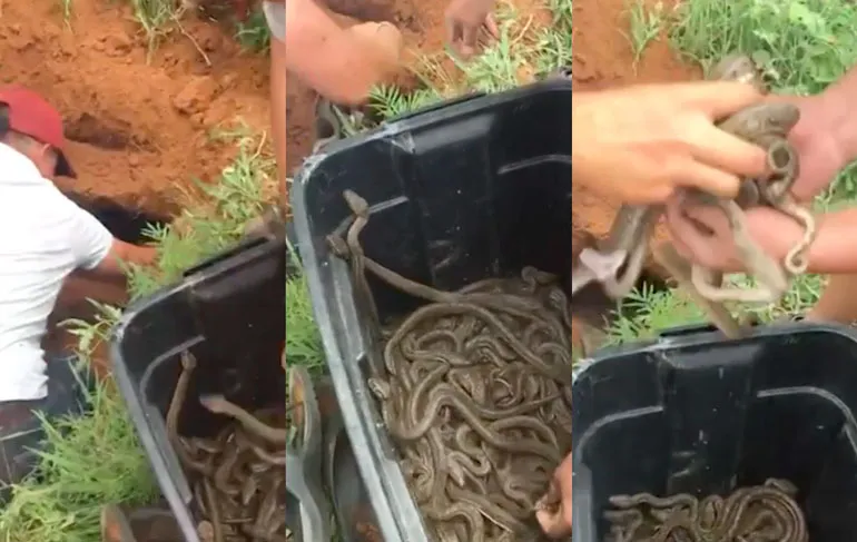 Cor de slangenvanger haalt mega nest met pythons leeg