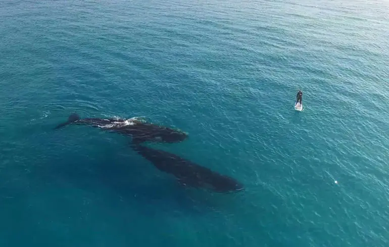 Paddle boarden naast walvissen in Esperance