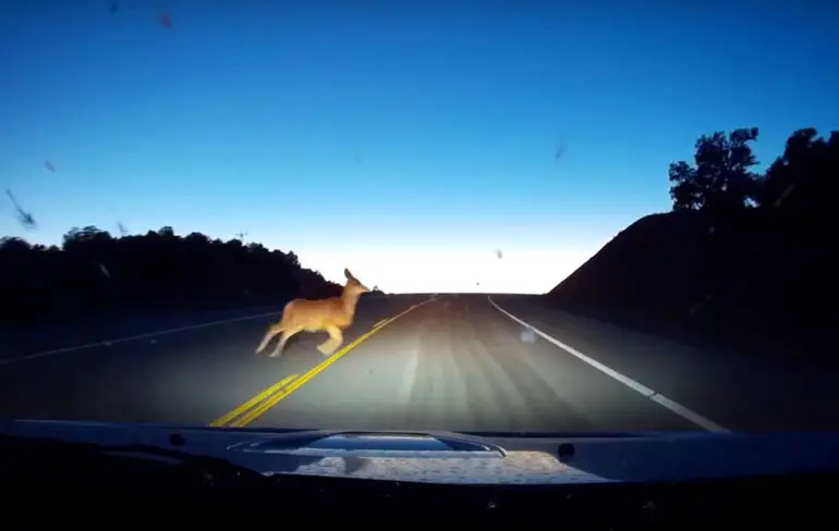 En zo ziet de BAM in Bambi er dus uit