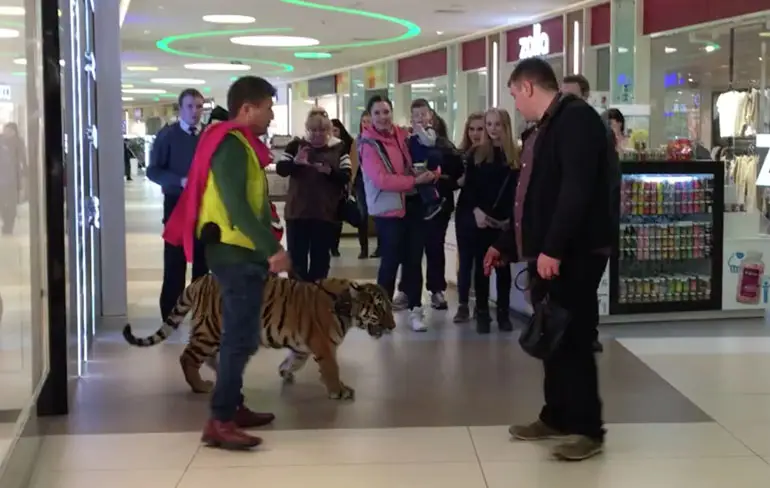 Loopt er toch zo'n tijger door het winkelcentrum