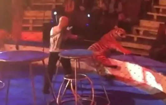 Tijger gaat even helemaal niet lekker tijdens circusvoorstelling