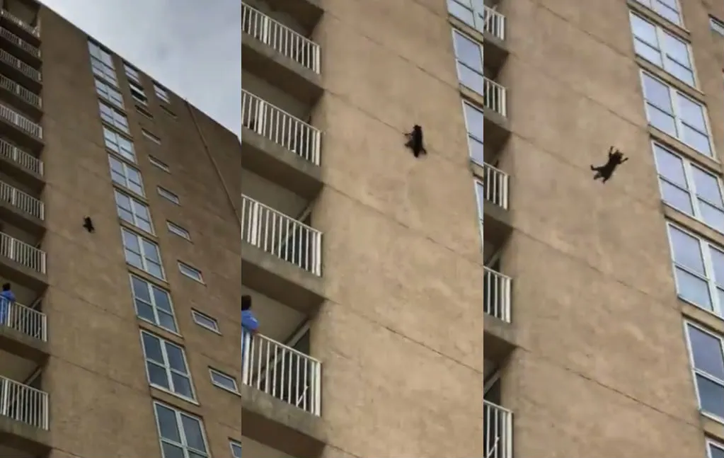 Wasbeer dacht even Spiderman te zijn